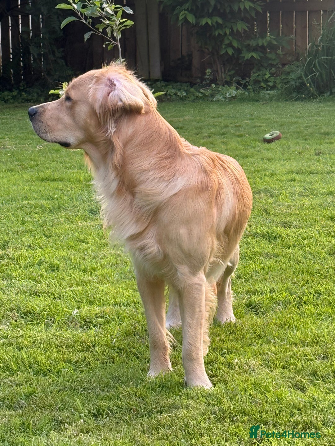 Golden Retriever dogs for stud: Dexx AKA Dexter in Oban - Image 3
