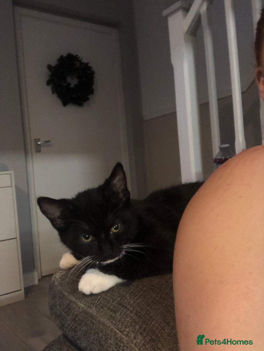 Mixed Breed cats for sale: Female kitten needing forever home Free - Advert 6