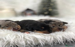 Miniature Dachshund dogs for sale: Ready to leave 20th of December🥰🐾 - Advert 2