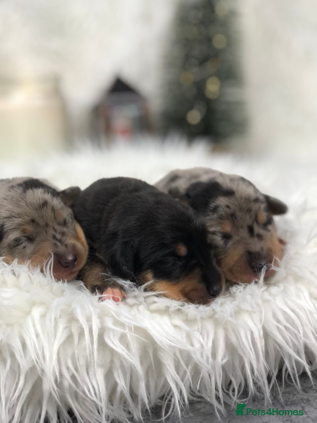 Miniature Dachshund dogs for sale: Ready to leave 20th of December🥰🐾 - Advert 2