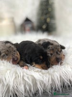 Miniature Dachshund dogs Ready to leave 20th of December🥰🐾 - Advert 6