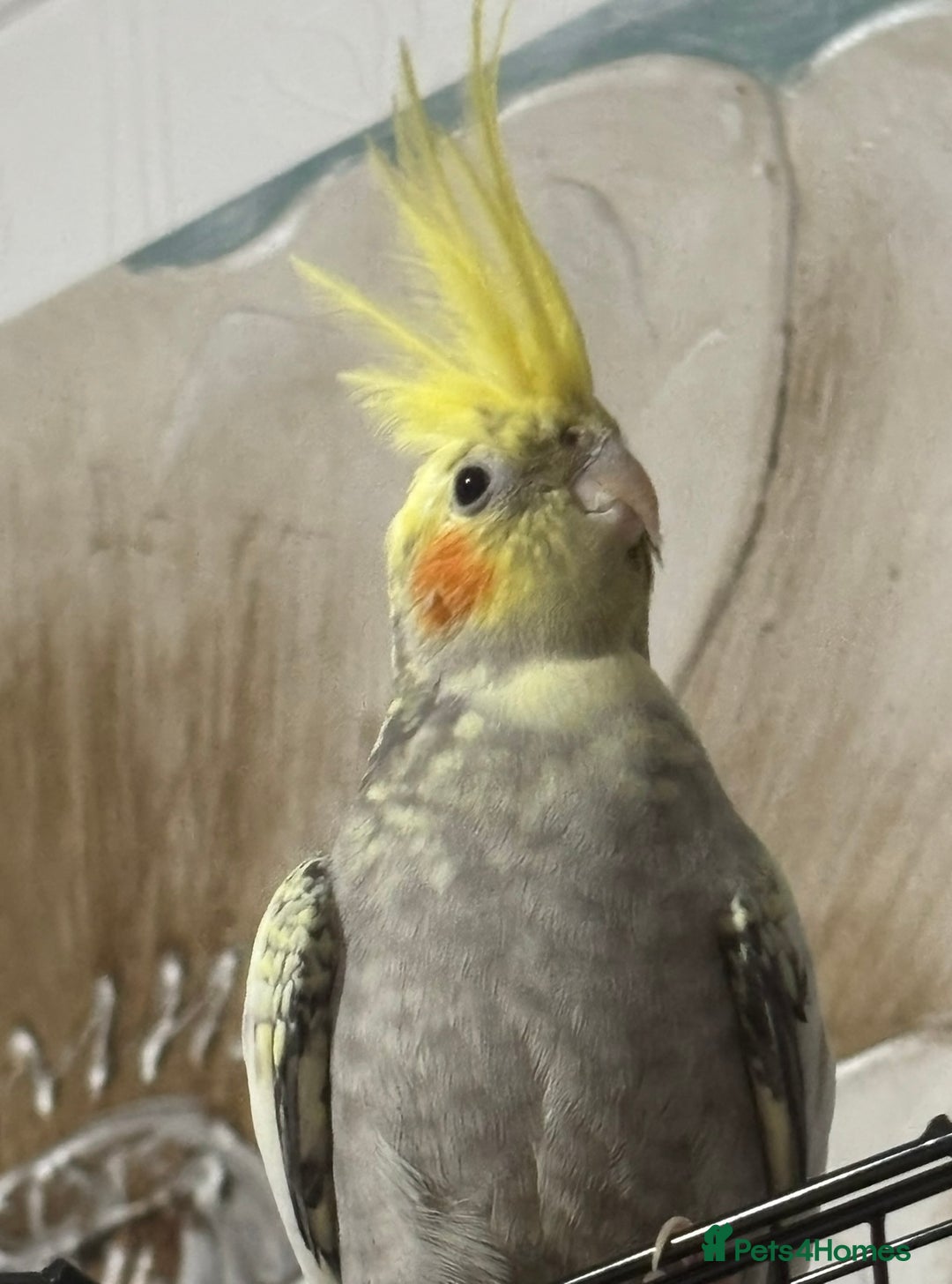 Cockatiels birds for sale: Rocky pied cockatiel F - Advert 2