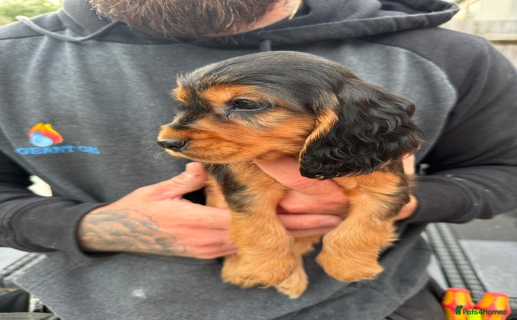 Cocker Spaniel dogs - Advert 6