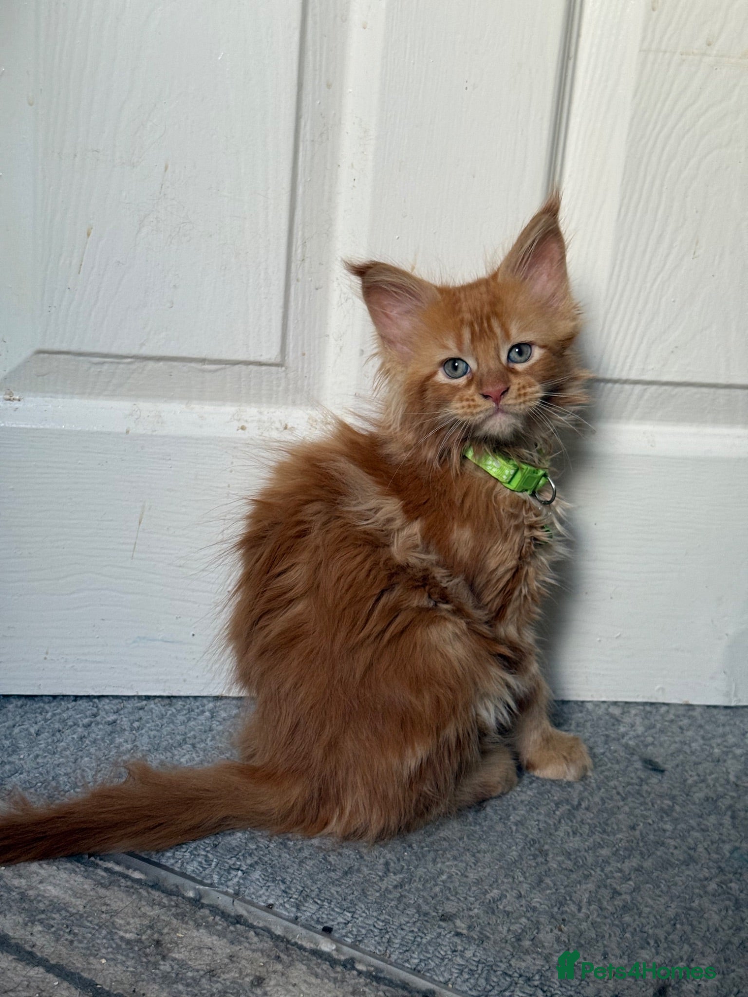 Maine Coon cats REDUCED One ginger mainecoon left   - Advert 1