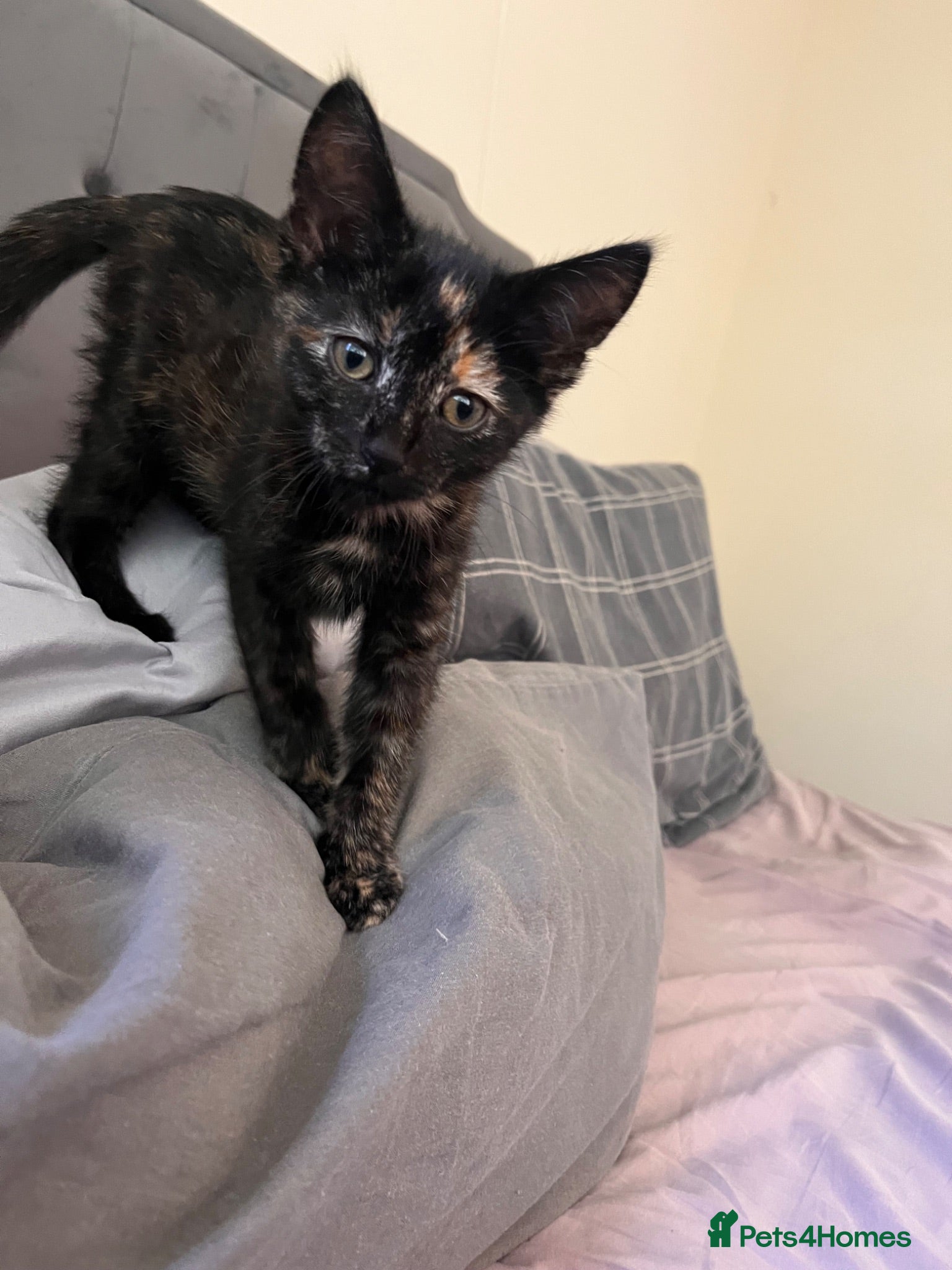 Mixed Breed cats Cute 15 week old female kitten  - Advert 5