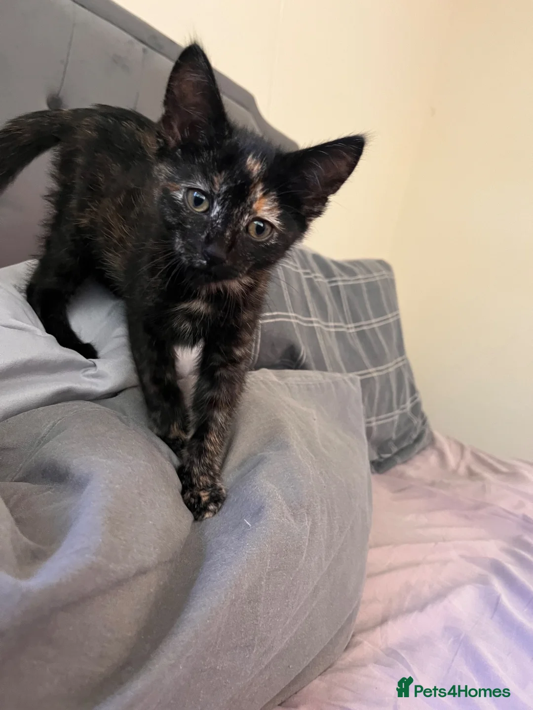Mixed Breed cats for sale: Cute 15 week old female kitten  in Truro - Advert 1