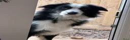 Border Collie dogs for sale: Border collie  - Advert 4