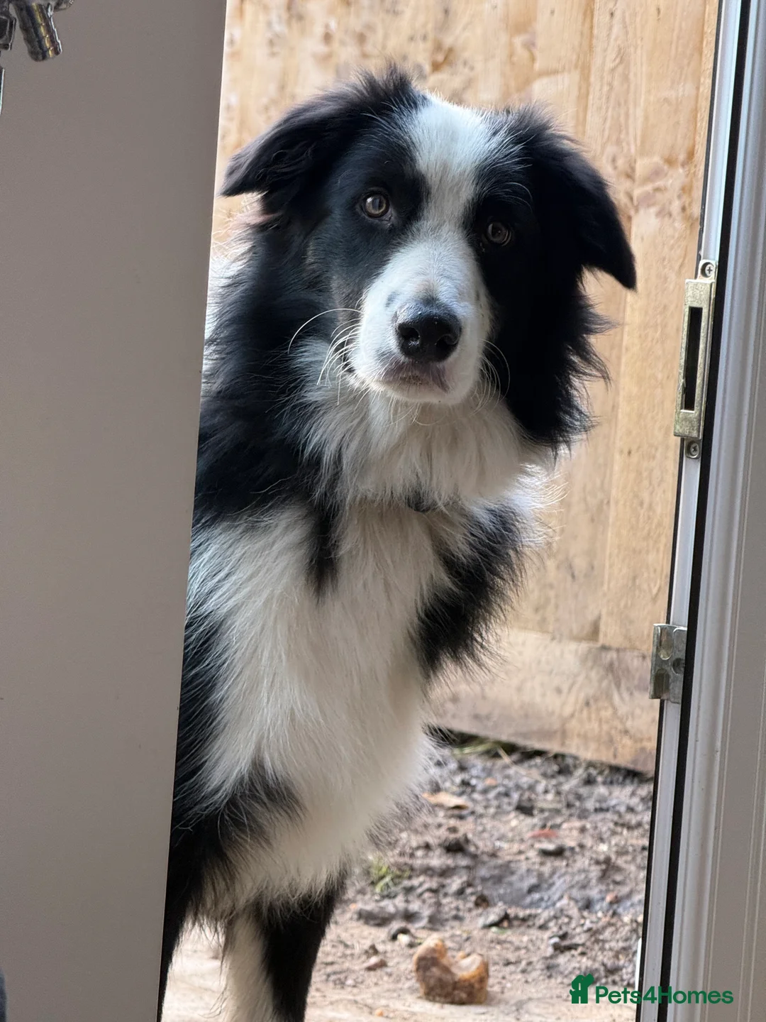 Border Collie dogs for sale: Border collie  - Advert 4