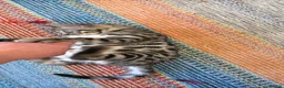 Bengal cats for sale: Bengal TICA registered kittens. - Advert 4