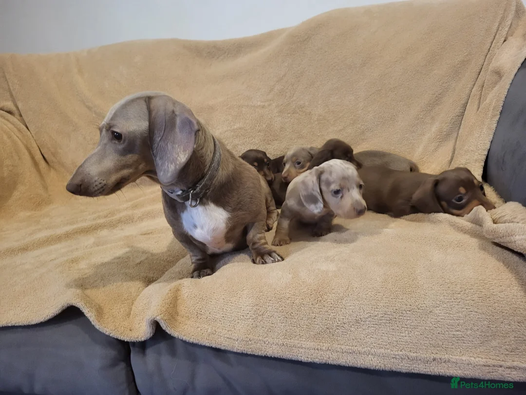 Miniature Dachshund dogs for sale: 5 miniature dachshund puppies in Norwich - Advert 10