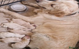 Golden Retriever dogs for sale: KC GoldenRetriver,READY DEC.20 - Image 2