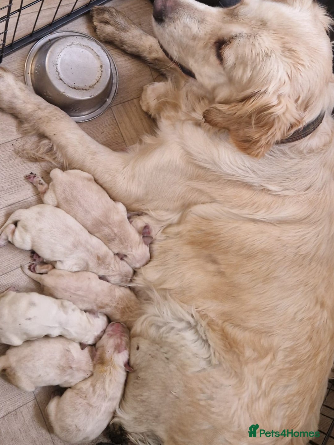 Golden Retriever dogs for sale: KC GoldenRetriver,READY DEC.20 - Image 2