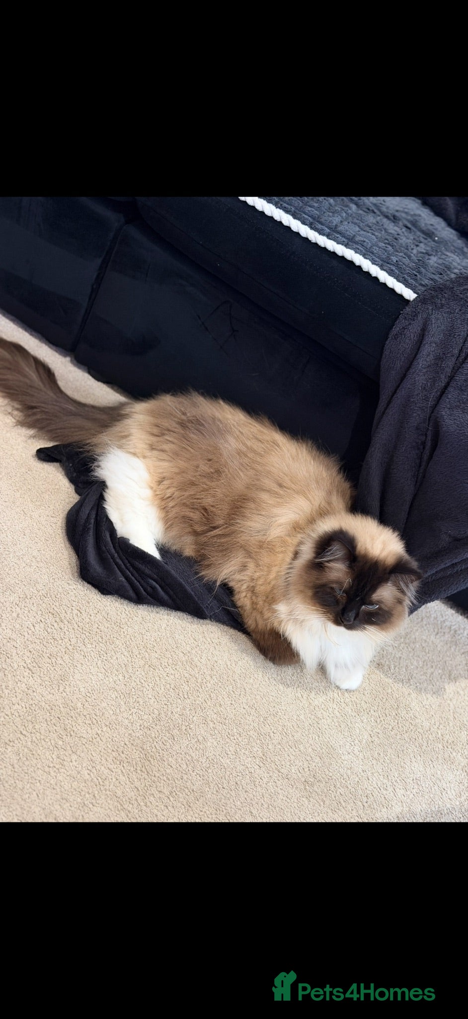 Ragdoll cats Ragdoll Female 2.5 yrs old pure pedigree - Advert 1