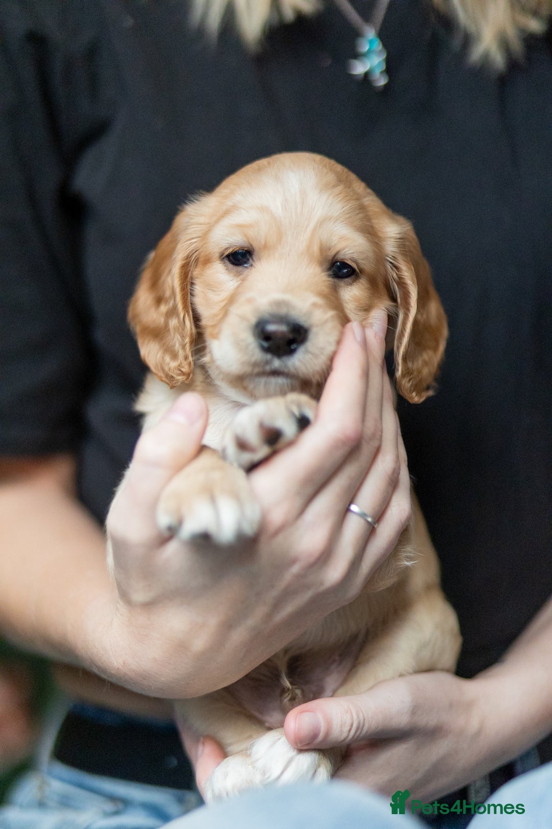Cockapoo dogs for sale: UNIQUE SABLE BOY READY TO GO ✨ - Image 18