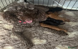 Miniature Poodle dogs for sale: KC Registered Mini Poodles ❤️ - Image 7