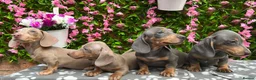 Miniature Dachshund dogs for sale: READY NOW FULLY VAX MINI 4 BOYS KC REG PRA CLEAR - Advert 2