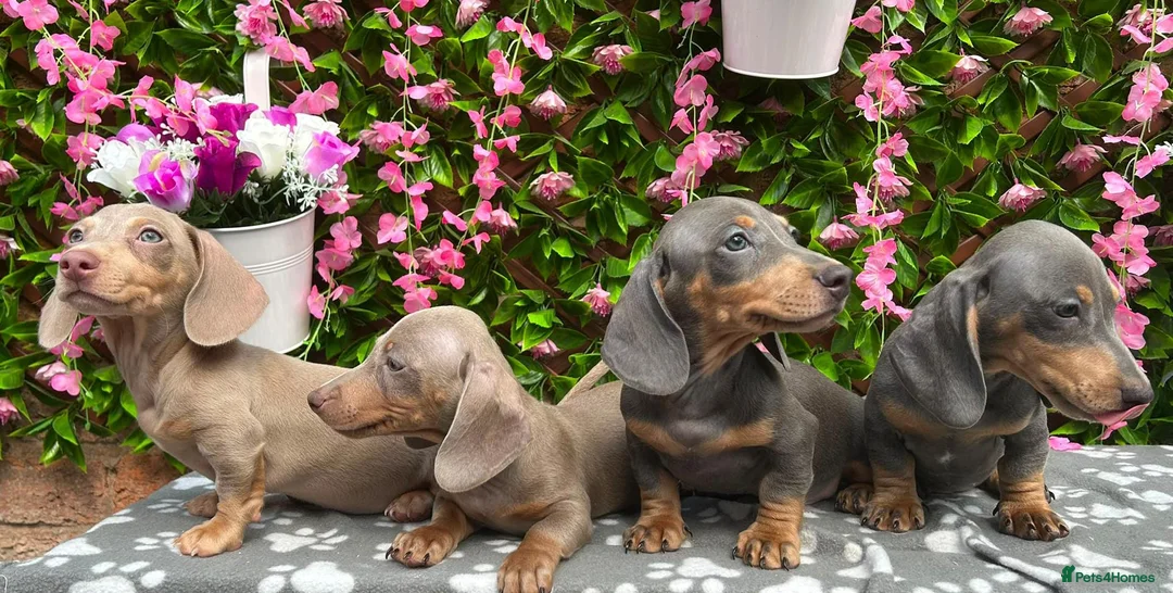 Miniature Dachshund dogs for sale: READY NOW FULLY VAX MINI 4 BOYS KC REG PRA CLEAR - Advert 2