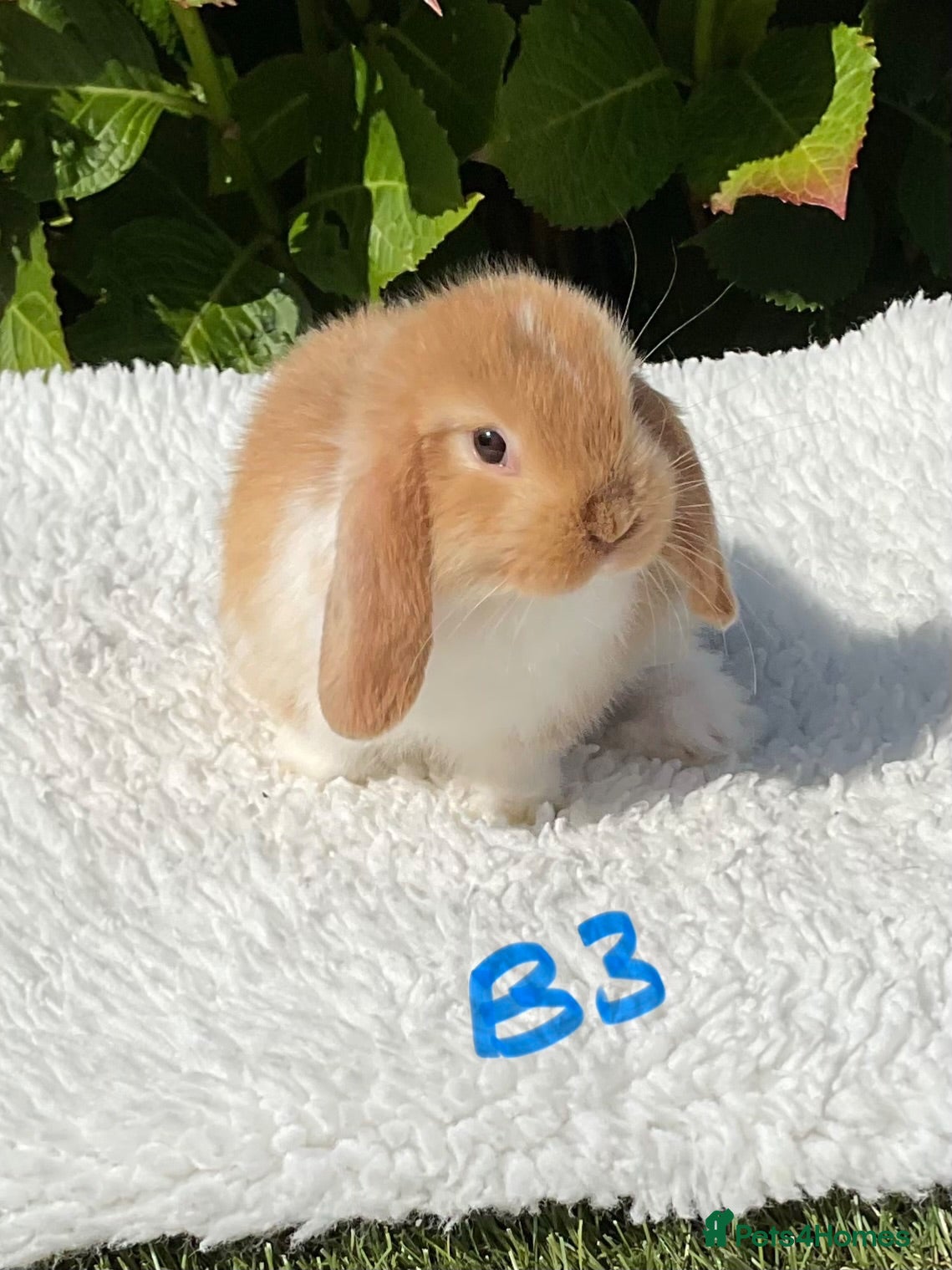 Mini Lop rabbits Pure bred mini lops baby rabbits   - Advert 1