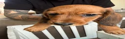Miniature Dachshund dogs for sale: *Reduced* Ready to go Miniature Dachshunds - Advert 12