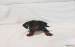 Miniature Dachshund dogs for sale: Miniature dachshund  - Image 8