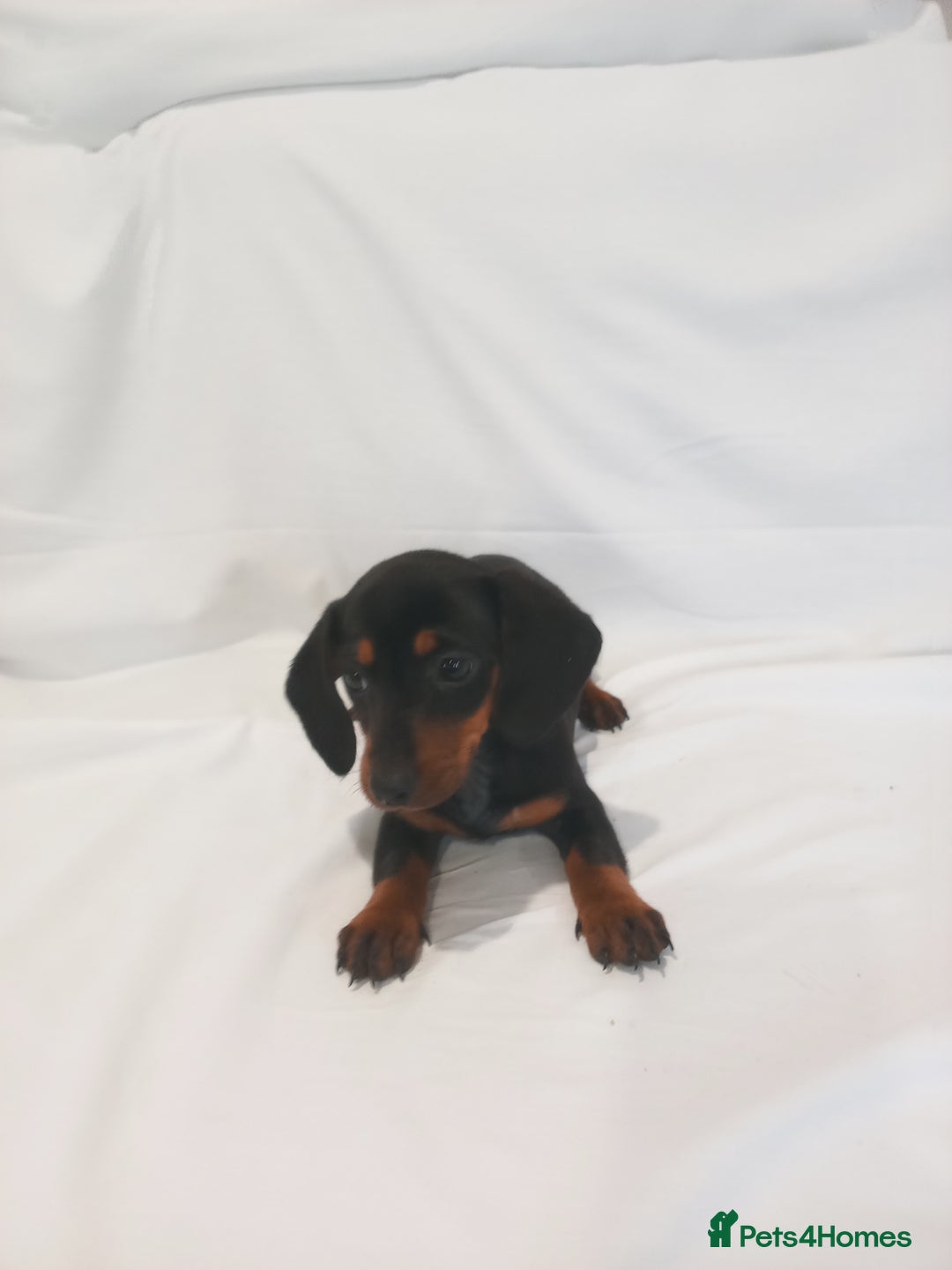 Miniature Dachshund dogs for sale: Miniature dachshund  - Image 8