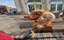 Mixed Breed dogs for sale: Cocker spaniel cross puppies - Image 15