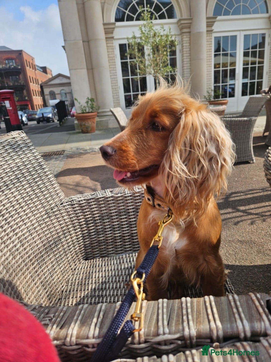 Mixed Breed dogs for sale: Cocker spaniel cross puppies - Image 15