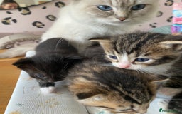 RagaMuffin cats for sale: Beautiful Ragdoll kittens  - Image 8