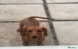 Miniature Dachshund dogs for sale: Young Female Red Miniature Dachshund  - Image 1