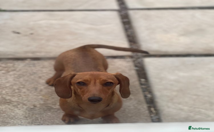 Miniature Dachshund dogs - Advert 6