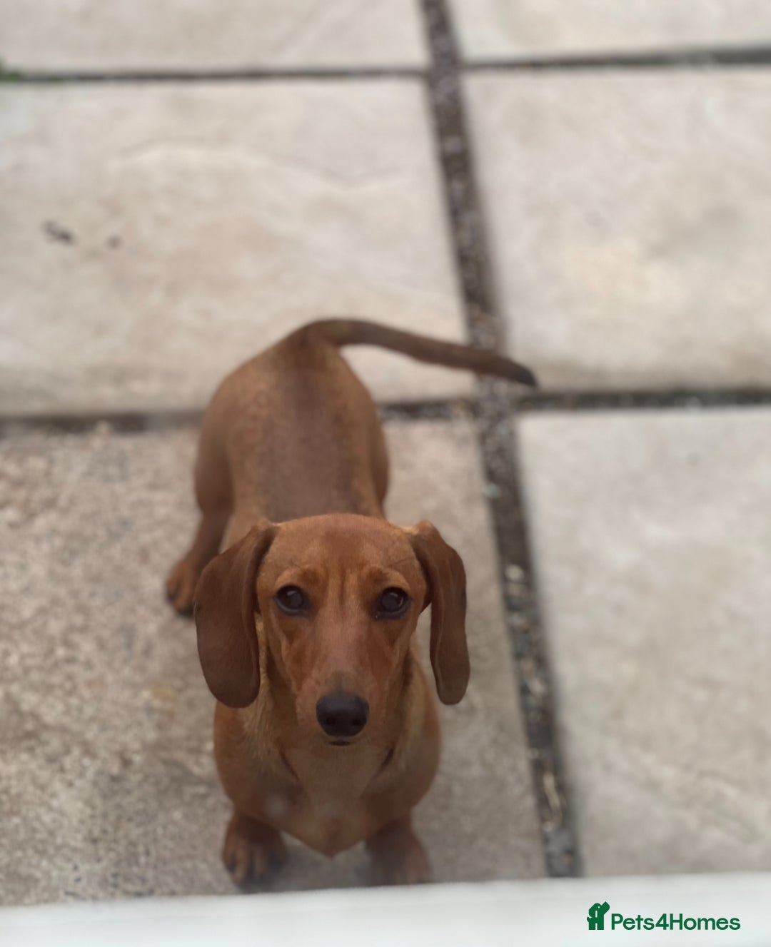 Miniature Dachshund dogs for sale: Young Female Red Miniature Dachshund  - Image 1