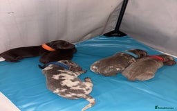 Miniature Dachshund dogs for sale: Beautiful rare miniature dachshund puppies - Image 5
