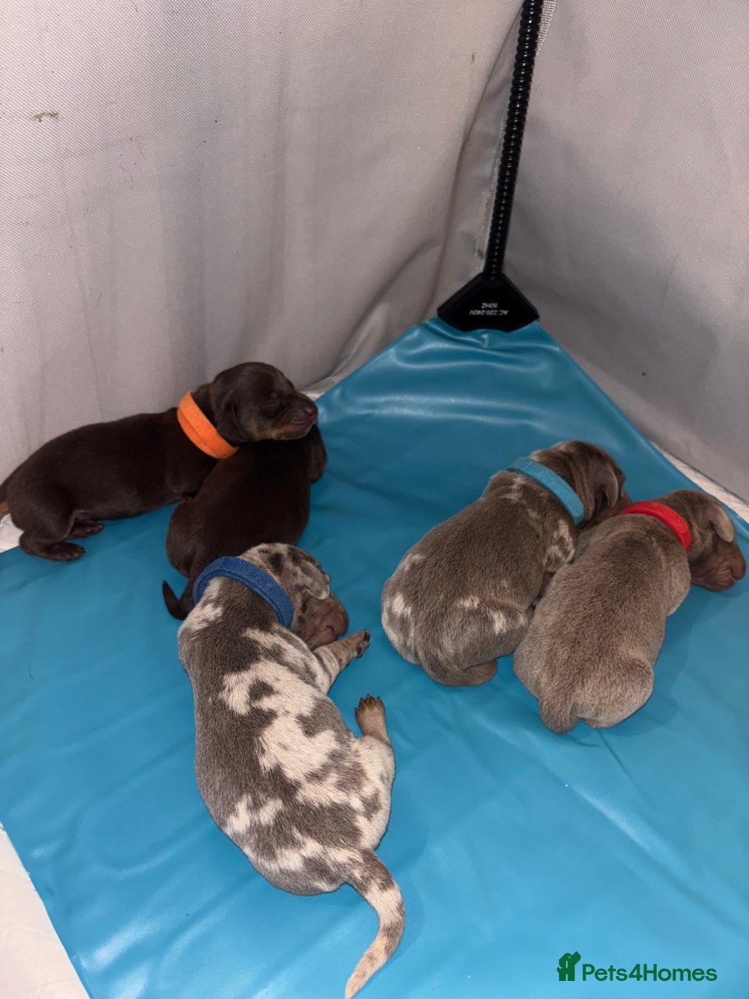 Miniature Dachshund dogs for sale: Beautiful rare miniature dachshund puppies - Image 5