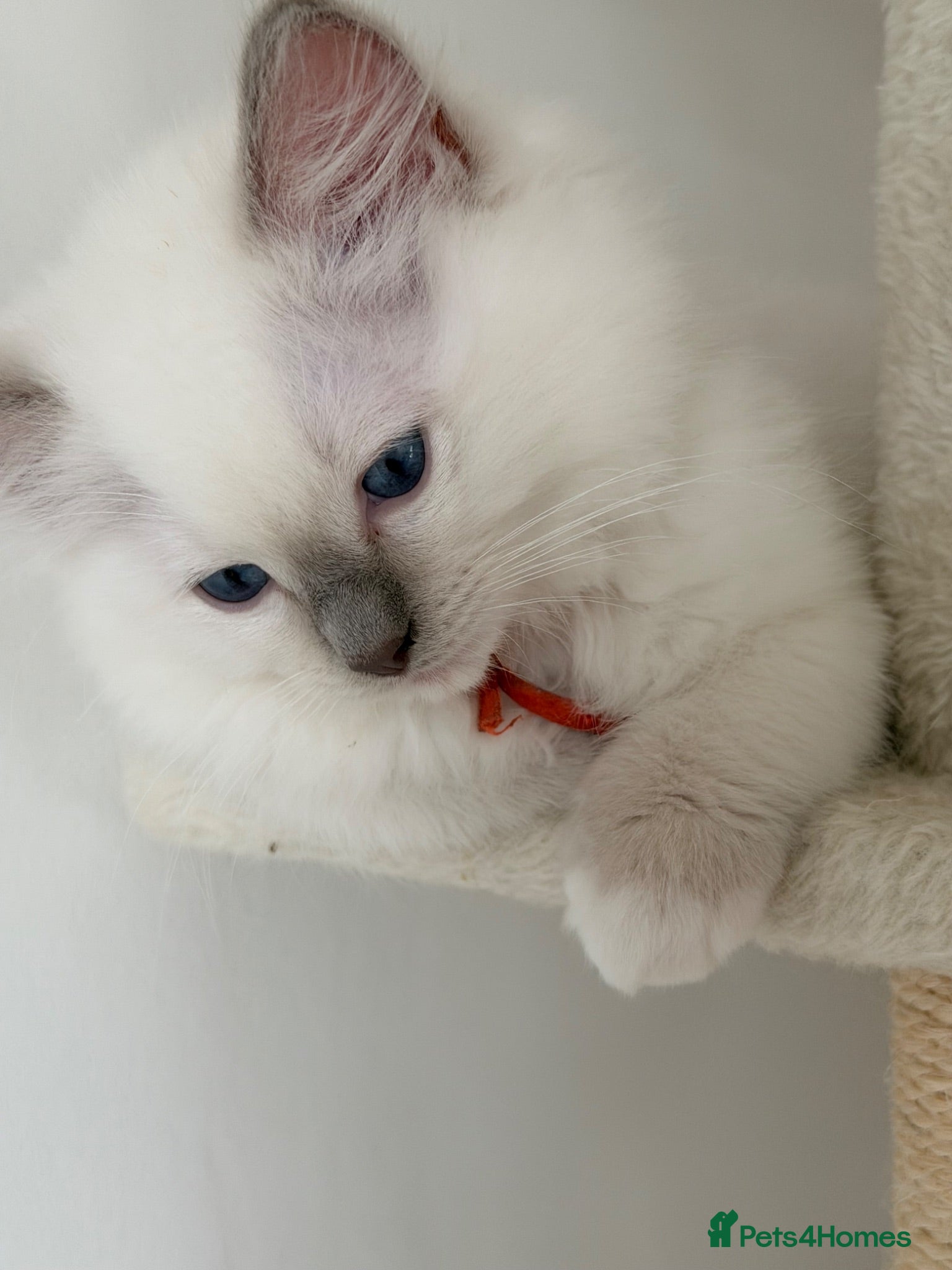 Ragdoll cats Ragdoll kittens 2 boys left ready now !!  - Advert 2