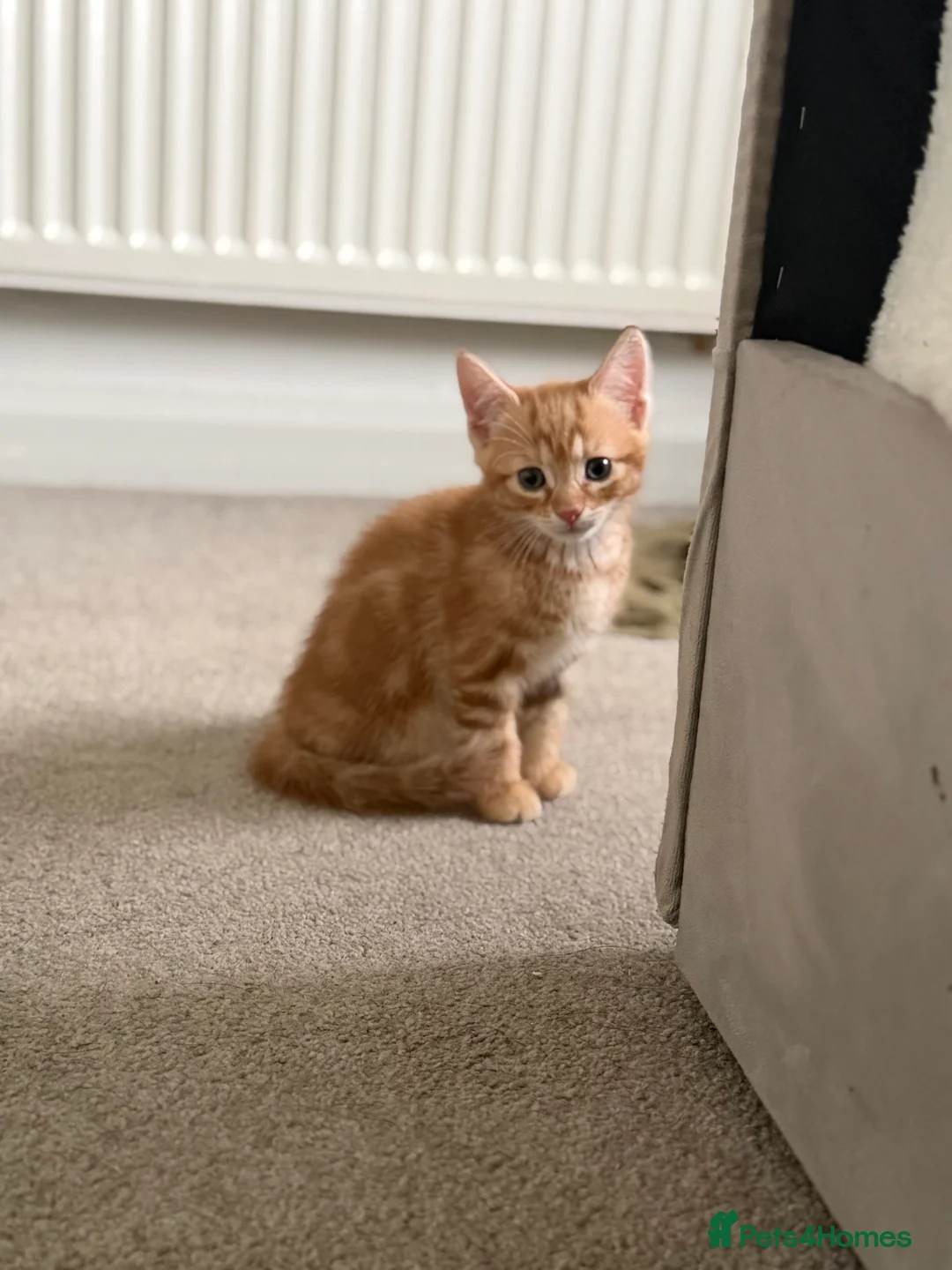 Mixed Breed cats for sale: Kitten male - Advert 3