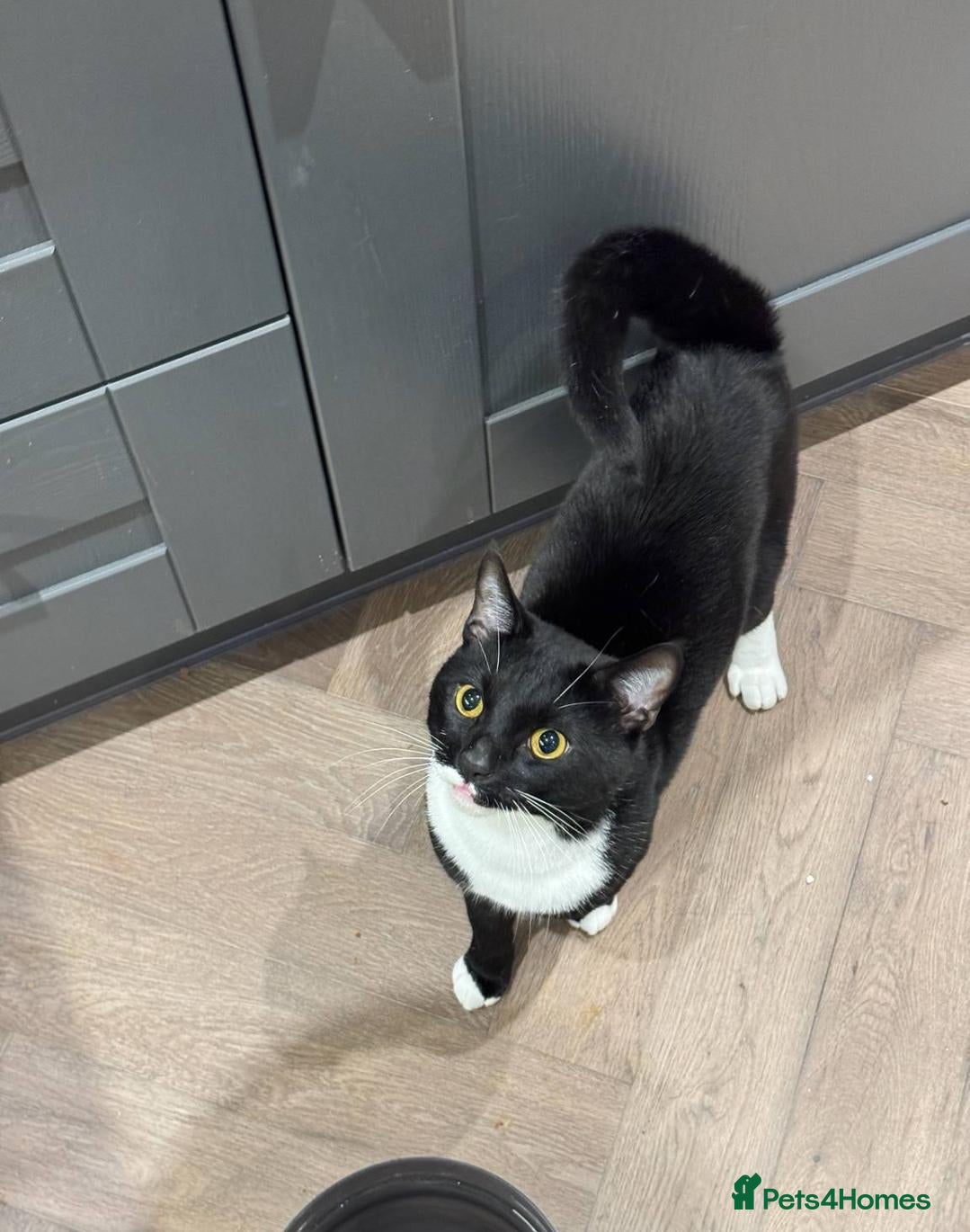 Domestic Shorthair cats for sale: Boris, a cutie - Advert 1