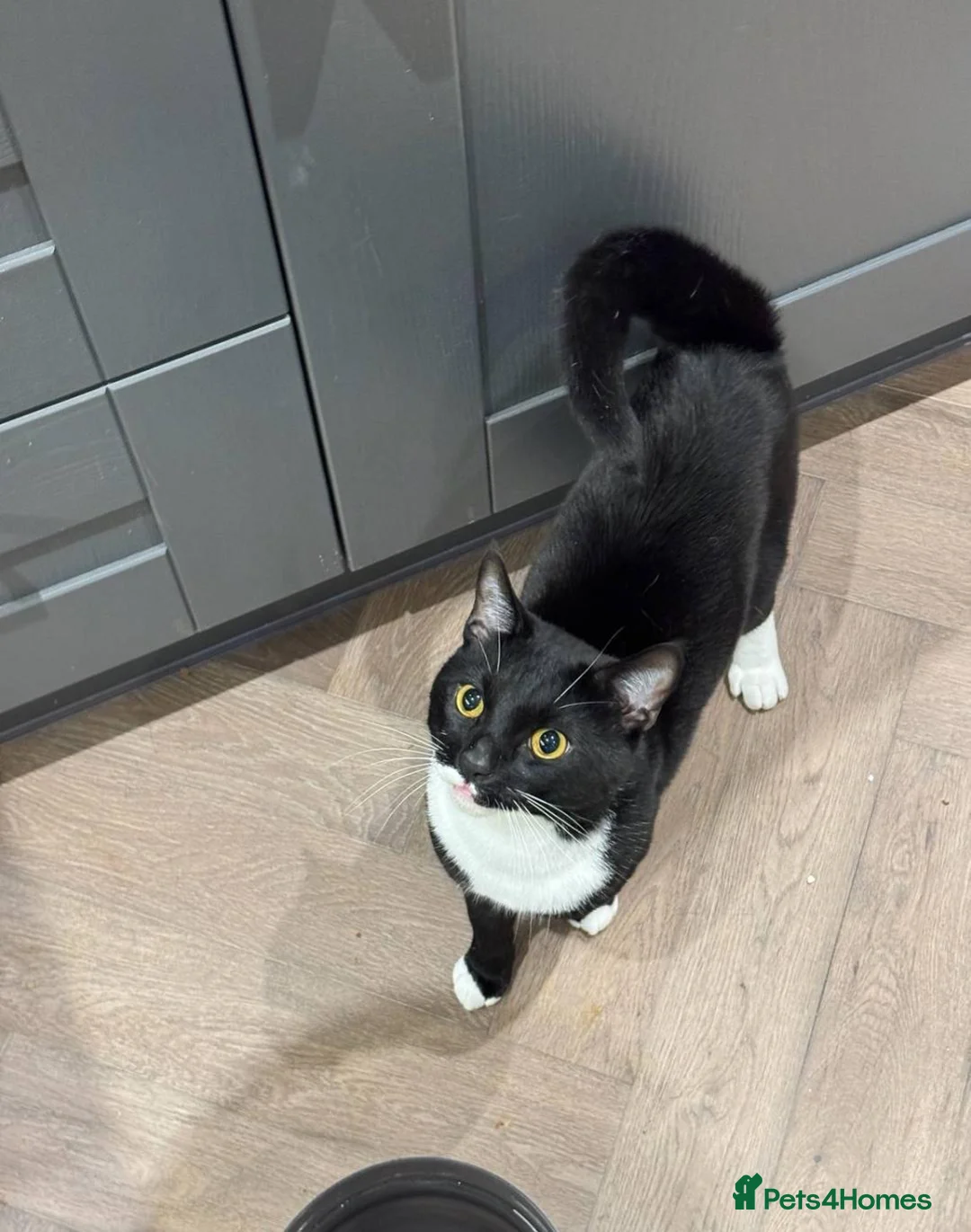 Domestic Shorthair cats for sale: Boris, a cutie in London - Advert 1