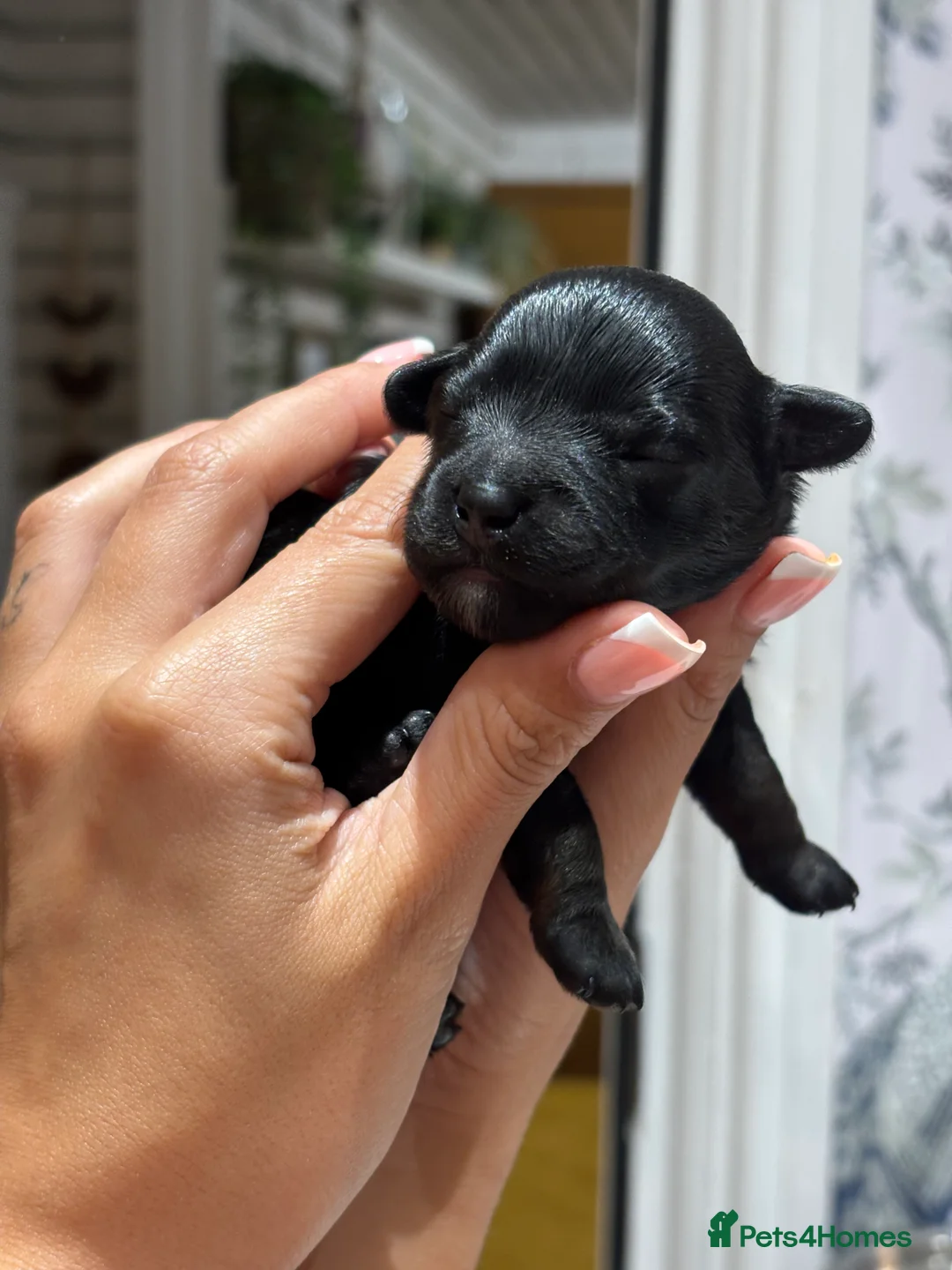 Maltipoo dogs for sale: 💎 Adorable Maltipoo Puppies ❤️ - Advert 15