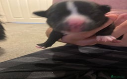 Mixed Breed dogs for sale: Staffy X puppies - Advert 10