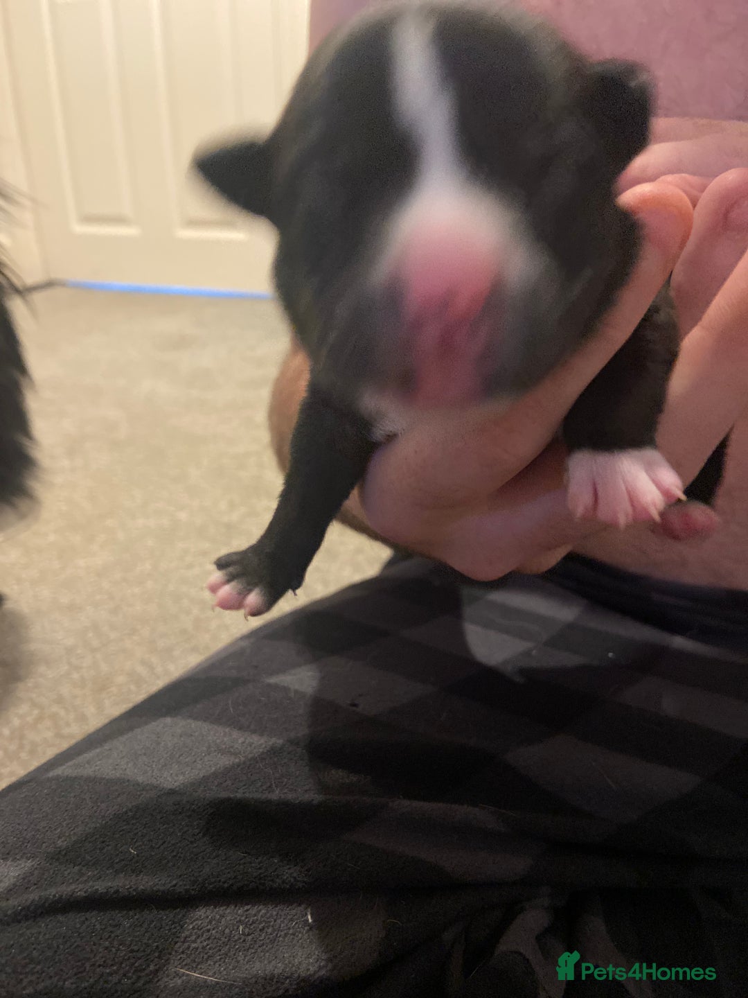 Mixed Breed dogs for sale: Staffy X puppies - Advert 10