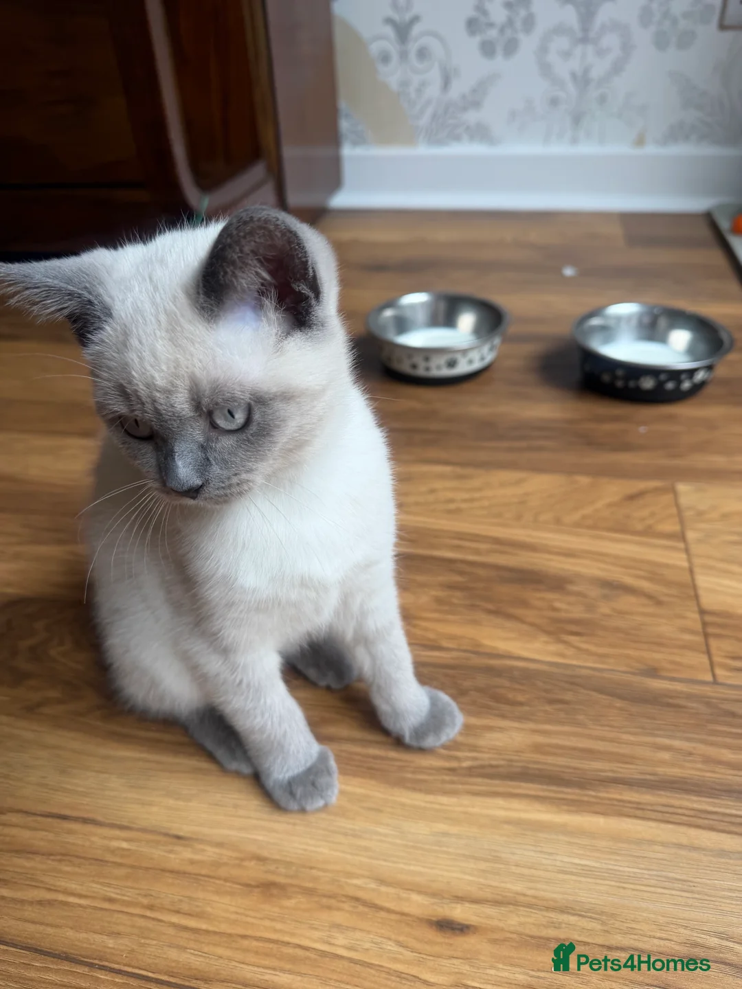 British Shorthair cats for sale: sweet gentle British Shorthair silky coat Kittens - Advert 28