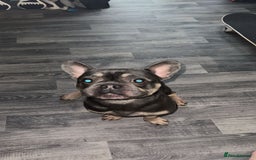 French Bulldog dogs for sale: Rocky looking for forever home. - Image 3