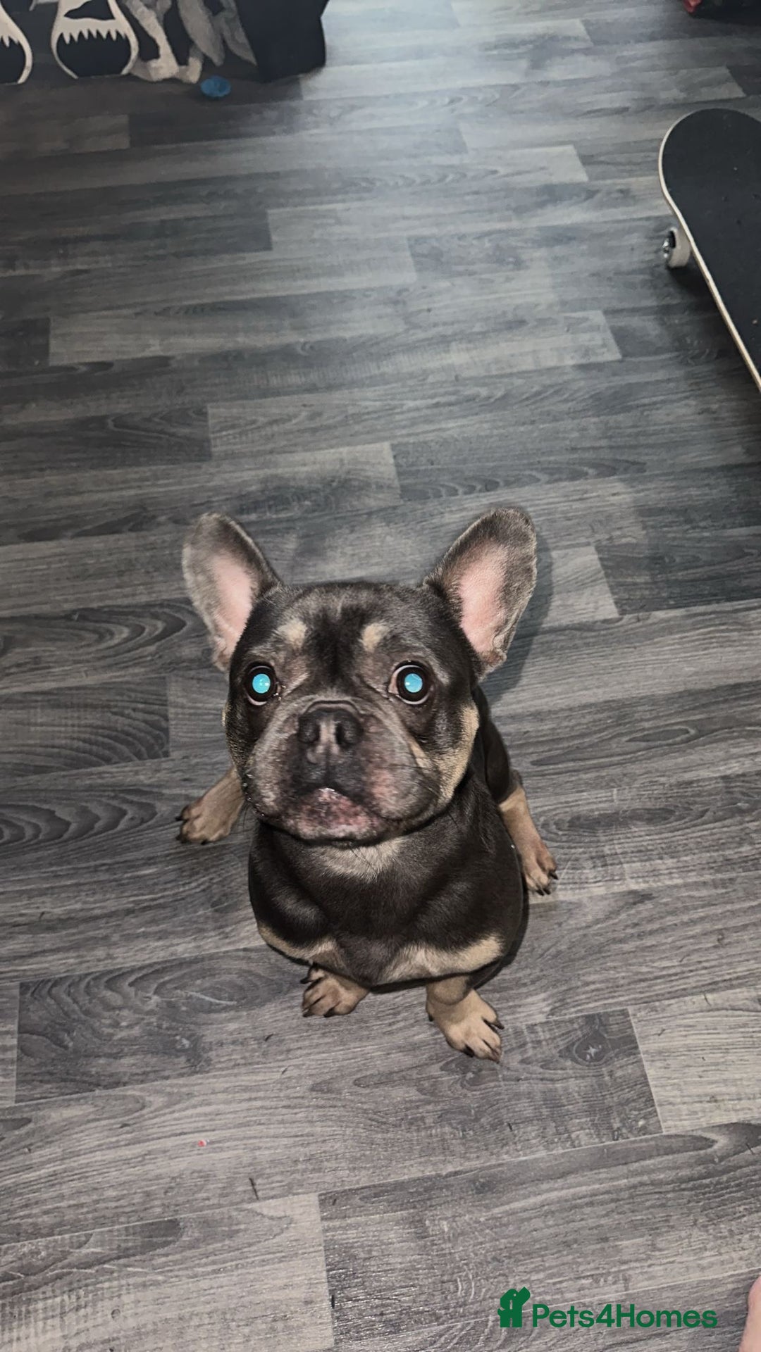 French Bulldog dogs for sale: Rocky looking for forever home. - Image 3