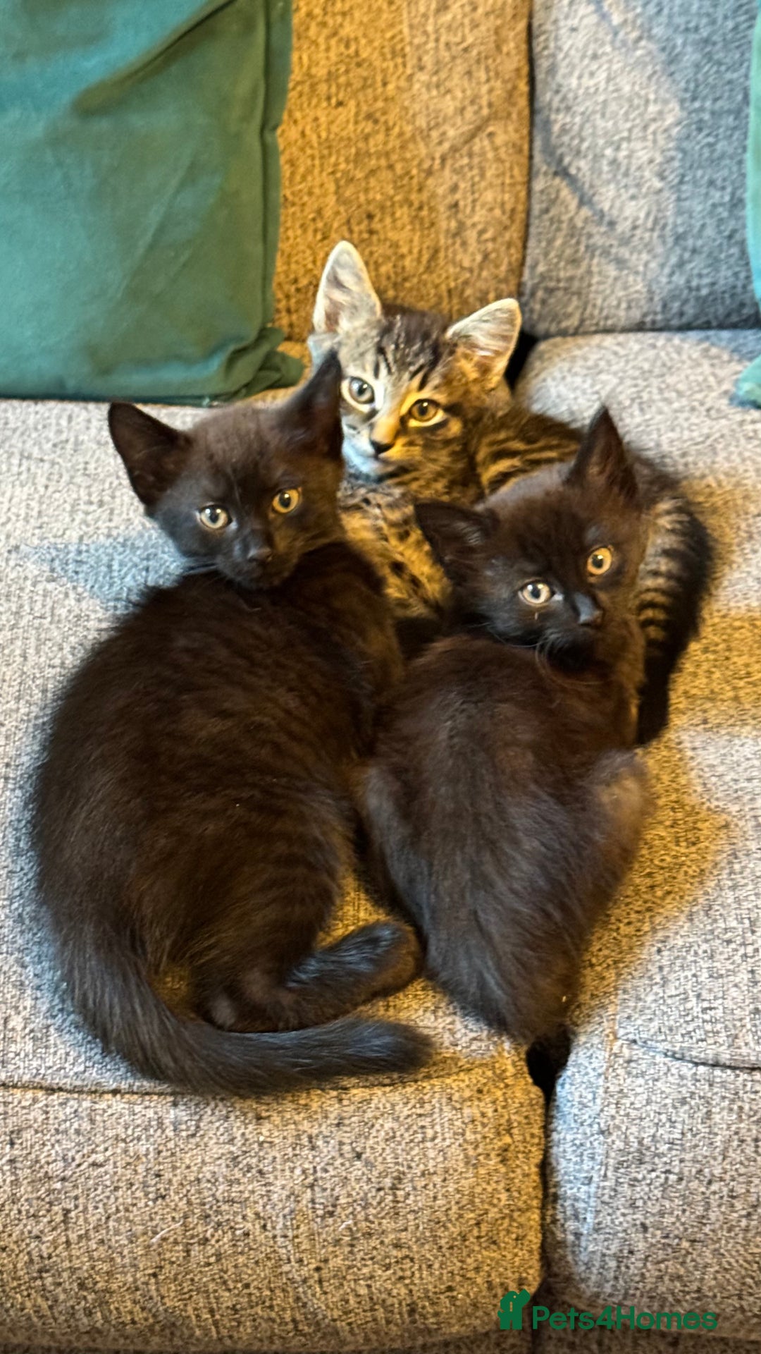 Mixed Breed cats for sale: Stunning kittens (3) - Image 12