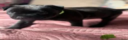 Staffordshire Bull Terrier dogs for sale: 🐾 KC  Staffordshire Bull Terrier Puppies in West Bromwich - Advert 12
