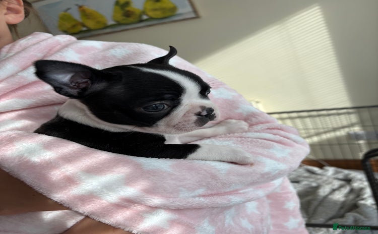 Boston Terrier dogs - Advert 8