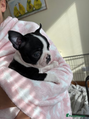 Boston Terrier dogs - Advert 7