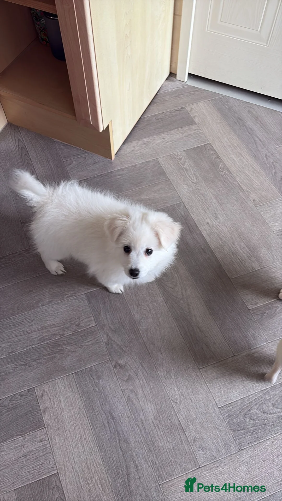Japanese Spitz dogs for sale: Suki 10 weeks old needs to be re homed asap  - Advert 2