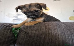 Border Terrier dogs for sale: 5 kc registered border pups  - Image 1