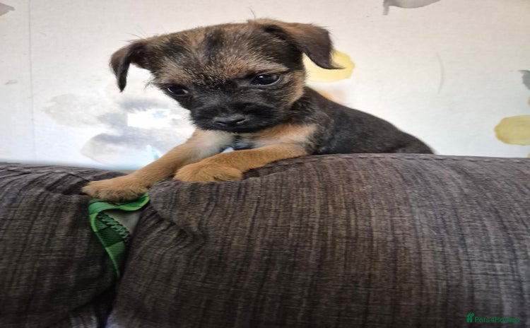 Border Terrier dogs - Advert 1